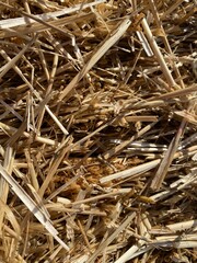 Straw in Close-Up