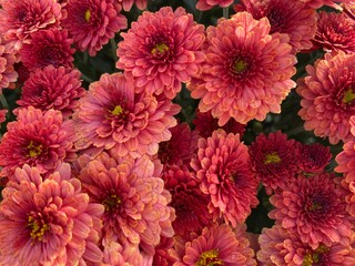 Pink Mums in Full Bloom