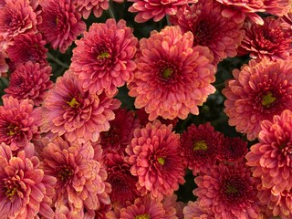 Pink Mums in Full Bloom