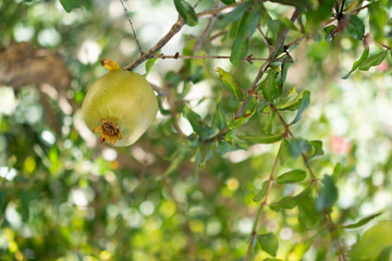 Side of not ripe spring pomegranate. Green grenades on a tree in the garden. Fresh pomegranate fruit in the branch.