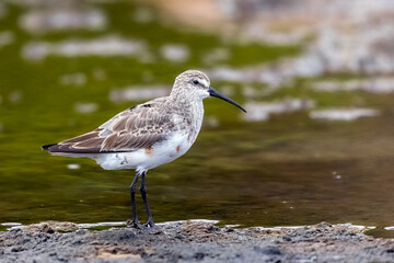 Curlew Sandpiper, Calidris ferruginea