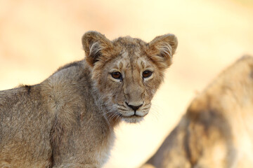 Fototapeta na wymiar Asiatic lion, Panthera leo leo