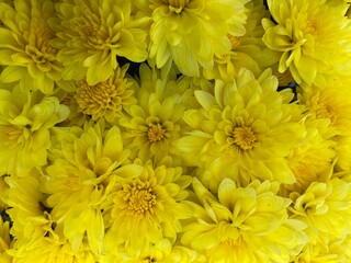 White Mums in Full Bloom