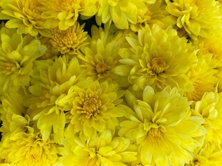 Yellow Mums in Full Bloom