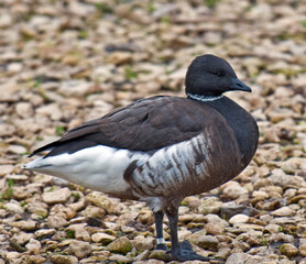 Brent Goose  on pebbles