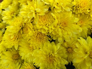 Yellow Mums in Full Bloom
