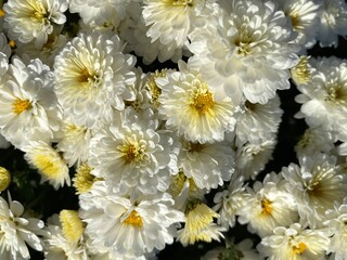 White Mums in Full Bloom