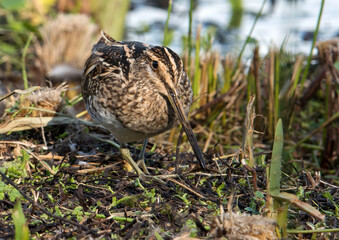  Snipe bird in the grass