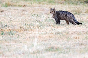 European Wild Cat, Felis silvestris silvestris