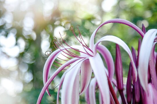 Crinum asiaticum (giant spider lily or poison bub or giant crinum lily) close-up of a flower that is poisonous for humans