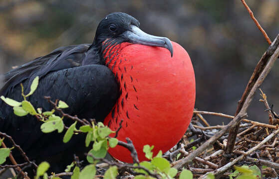 Great Frigatebird, Fregata Minor