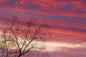Autumn tree branches against the sunset sky