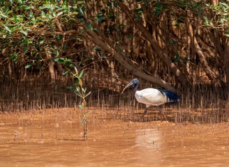 Malagasy sacred ibis, Threskiornis bernieri bernieri