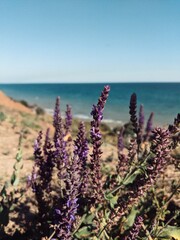 Obraz premium lavender field at sunset