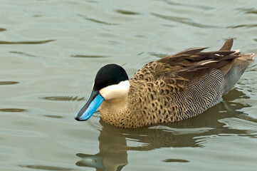 Puna Teal duck on the water