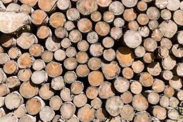Wood piled after deforestation in Jura