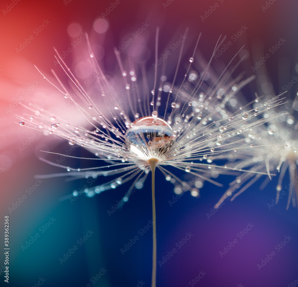 Wall mural abstract blurred nature background dandelion seeds parachute. abstract nature bokeh pattern