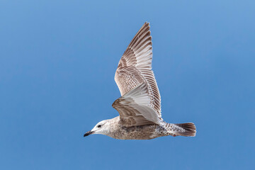 Obraz premium Thayer's Gull, Larus thayeri