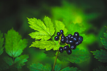 Black berries in the forest
