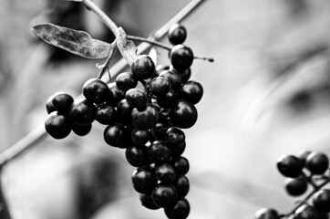 Decorative shrub with black berries