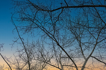 Autumn tree branches against the sunset sky