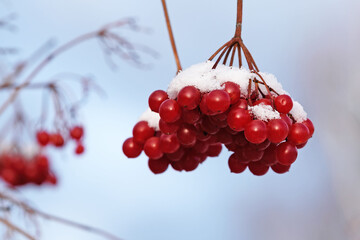 Clusters of red viburnum under the first snow in the morning sun.