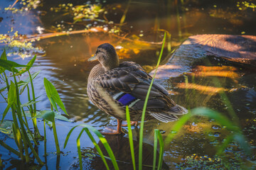 Duck in the pond