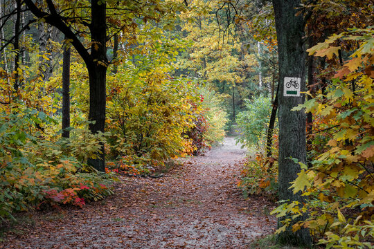 A bicycle trail in a wilderness near Warsaw, Poland. A path covered with sand, autumnal colors of foliage and a white bicycle sign painted on an oak tree.