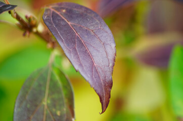 textural beautiful leaves of ornamental shrubs