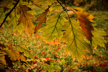 
autumn in the park