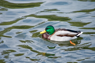 beautiful duck swimming in the pond