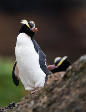 Erect-crested Penguin, Eudyptes Sclateri