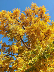 Colours of autumn fall - big beautiful Ginkgo tree with yellow leafs