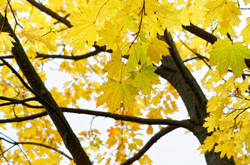 Yellow autumn maple leaves on a tree