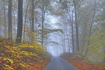 Waldweg im Nebel im Herbst