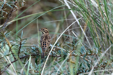 Rustic Bunting, Emberiza rustica