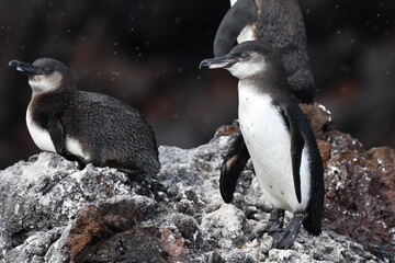 Naklejka premium Galapagos Penguin, Spheniscus mendiculus