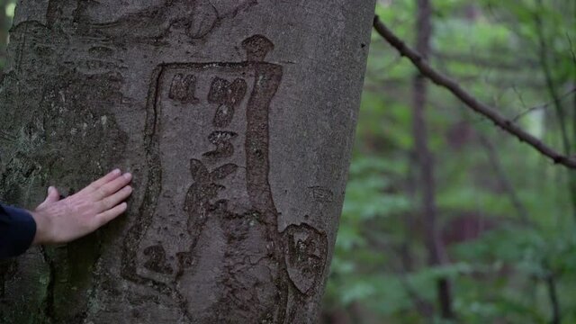 Inscription of name on bark beech tree, year of origin 1970 - (4K)
