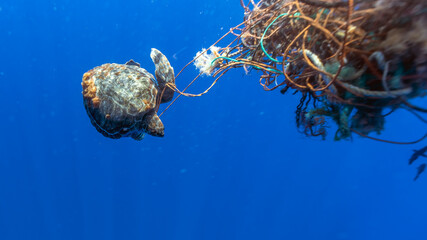 Loggerhead Sea Turtle, Caretta caretta