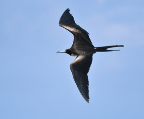 Magnificent Frigatebird, Fregata magnificens