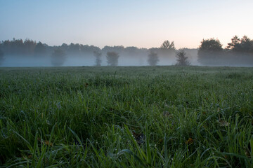 Selective focus on dew drops that are on the tips of wet grass. An early morning view in an autumnal countryside near Warsaw, Poland.