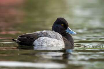 Lesser Scaup, Aythya affinis