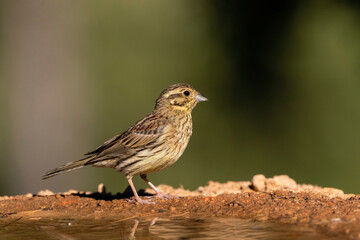 Cirl Bunting, Emberiza cirlus