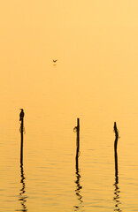 Great Cormorant, Phalacrocorax carbo