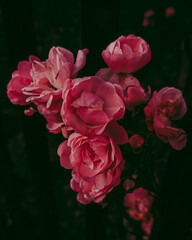 rose flowers 