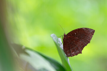 Beautiful butterfly in nature background. Nature background concept. 
