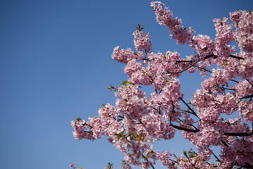 メジロと河津桜