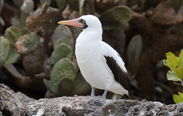 Nazca Booby, Sula granti
