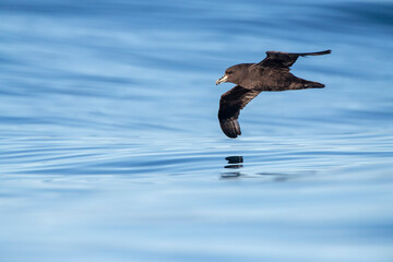 Westland Petrel, Procellaria westlandica
