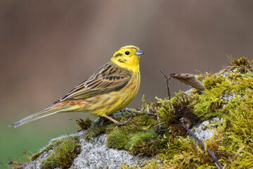 Yellowhammer, Emberiza citrinella